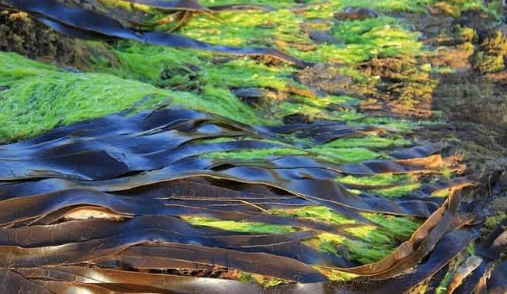 Израильские ученые: морские водоросли помогут избавить человечество от COVID-19 