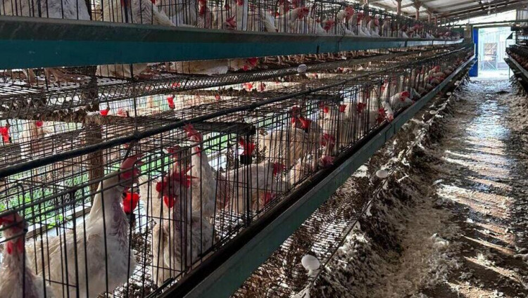 Домашняя птица массово гибнет в Израиле из-за жары