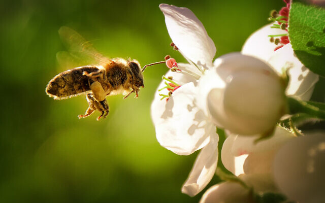honeybee-640x400.jpg