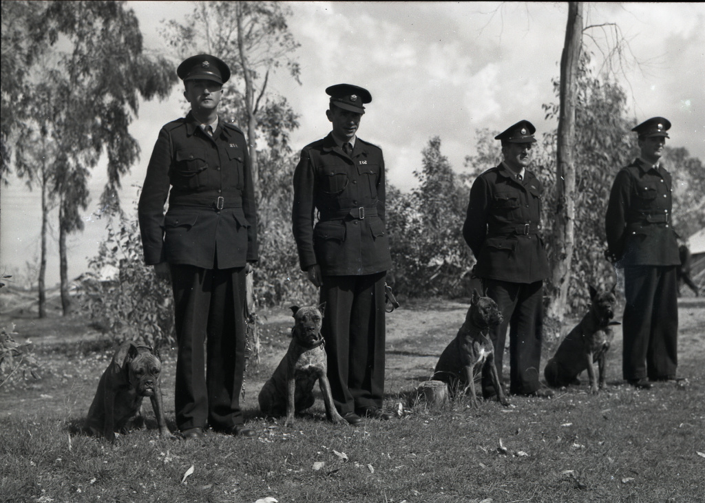 Police_dogs_in_Israel_(997008137403605171.jpg