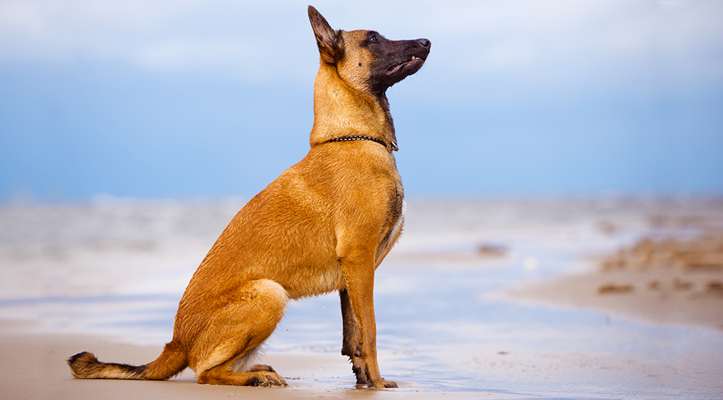 Belgian_Malinois1.jpg