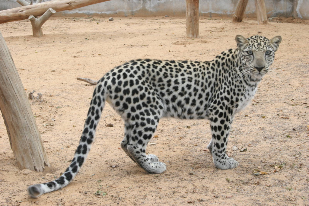 1638551789_1-koshka-top-p-araviiskii-leopard-1.jpg
