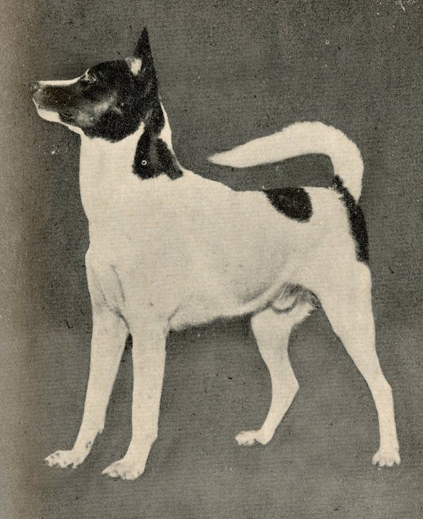 CanaanDog009.jpg
