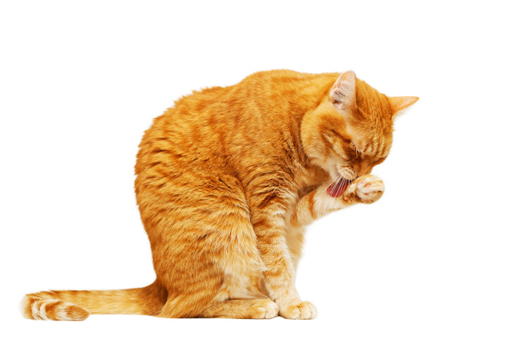 Cats-8-Jewish-Facts1.jpg Cats-8-Jewish-Facts1.jpg