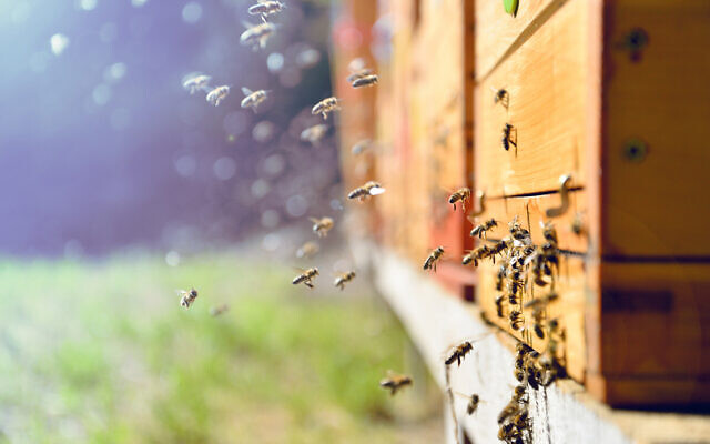 bees-in-hive-640x400.jpg