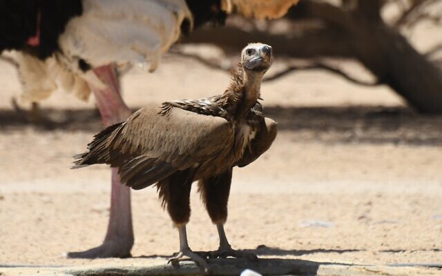 vulture-noam1-640x400.jpg