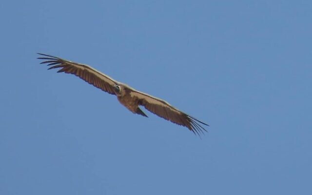 White-Backed-Vulture-640x400.jpeg White-Backed-Vulture-640x400.jpeg