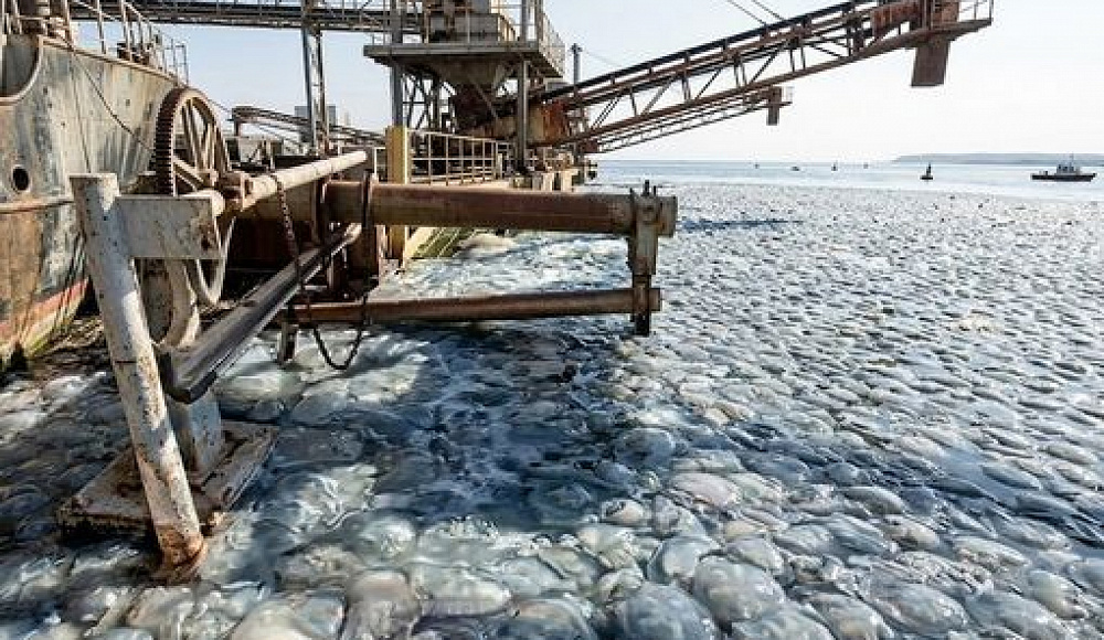 Нашествие медуз в Ашкелоне: морские существа забили фильтры электростанции